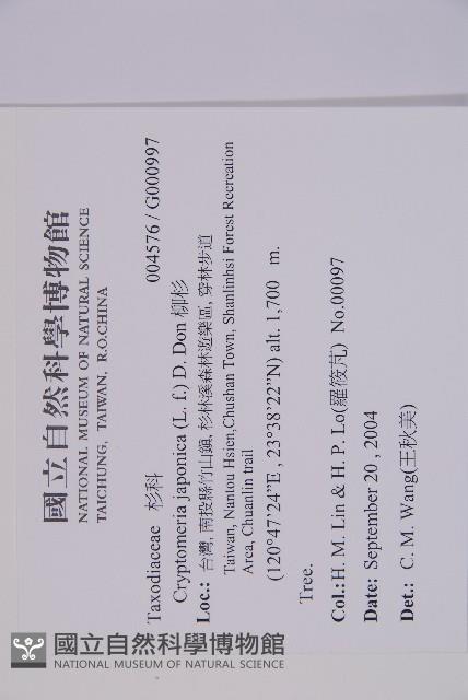 柳杉藏品圖，第2張