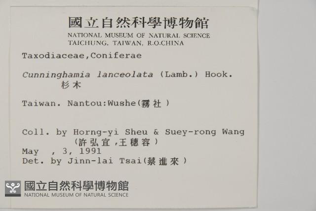 杉木藏品圖，第2張