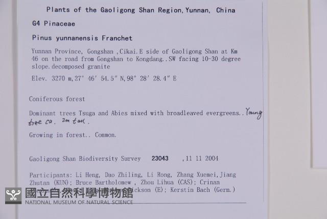 雲南松藏品圖，第2張