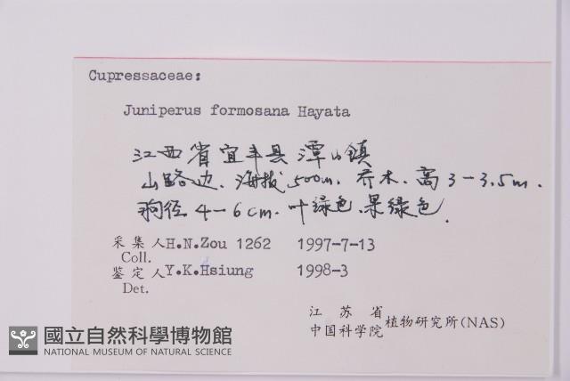 刺柏藏品圖，第2張