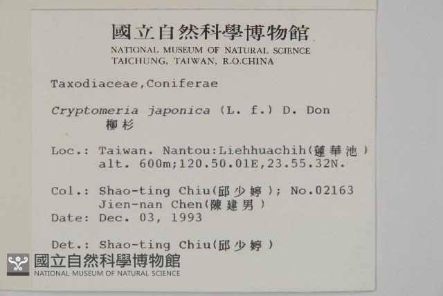 柳杉藏品圖，第2張