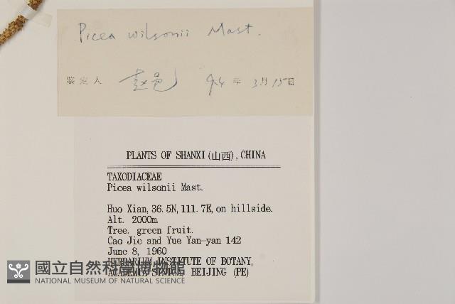 青杆藏品圖，第2張