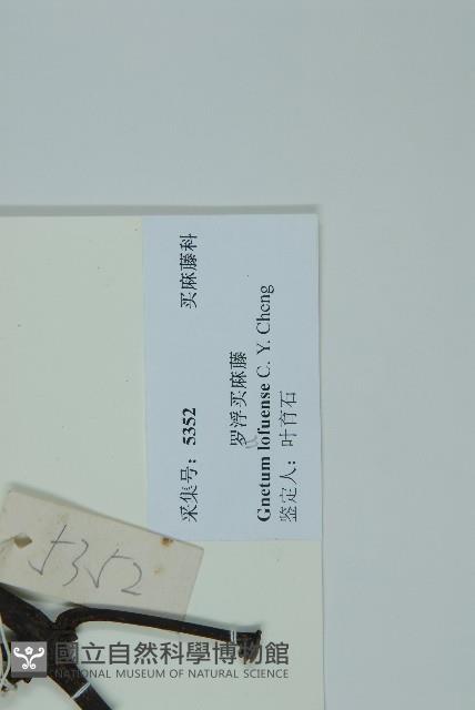 羅浮買麻藤藏品圖，第2張