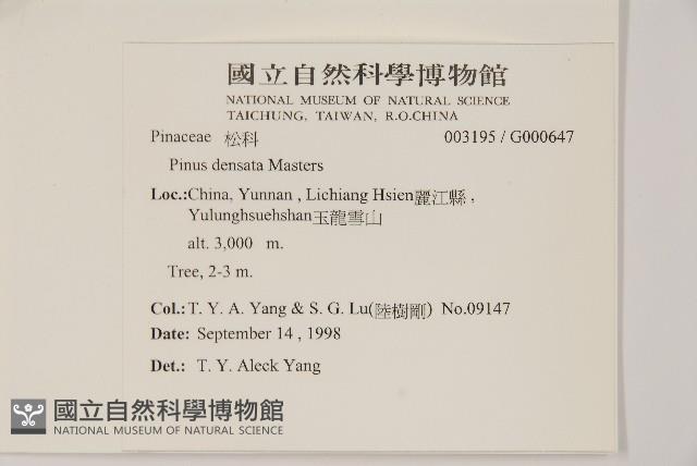 高山松藏品圖，第2張