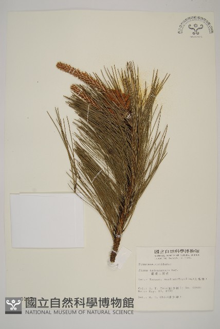 臺灣二葉松藏品圖，第1張