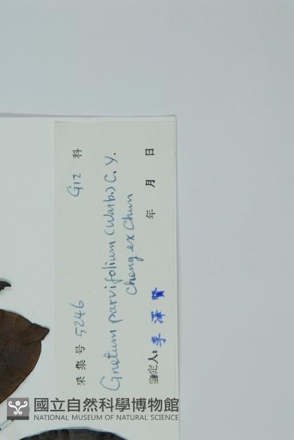 小葉買麻藤藏品圖，第2張