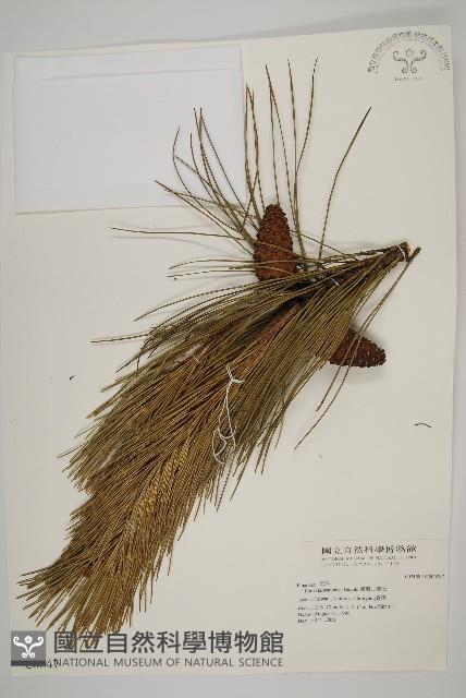臺灣二葉松藏品圖，第1張