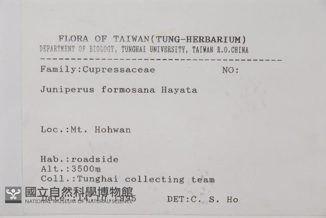 刺柏藏品圖，第2張