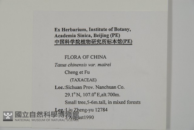 南方紅豆杉藏品圖，第2張