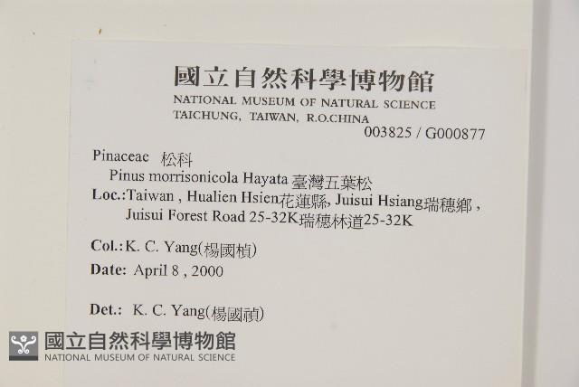 臺灣五葉松藏品圖，第2張
