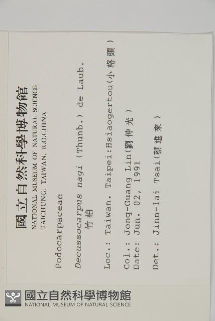 竹柏、南攻竹柏藏品圖，第2張