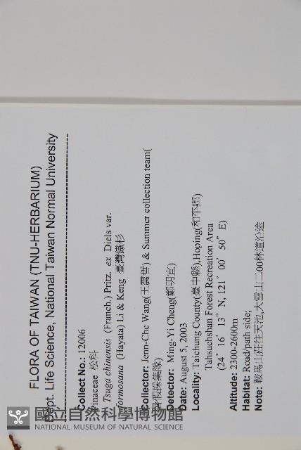 臺灣鐵杉藏品圖，第2張