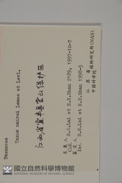 臺灣紅豆杉藏品圖，第2張