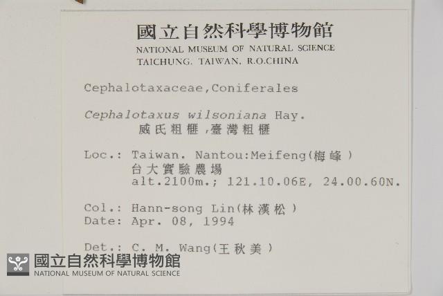 臺灣粗榧、台灣三尖杉藏品圖，第2張