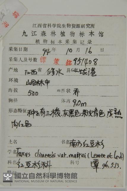 南方紅豆杉藏品圖，第2張