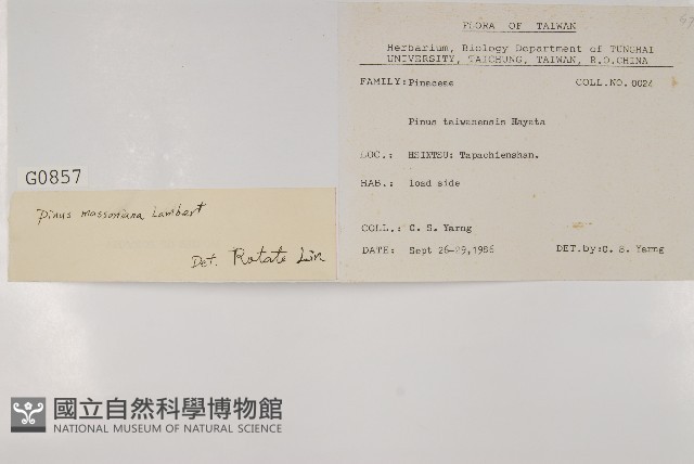 馬尾松藏品圖，第2張