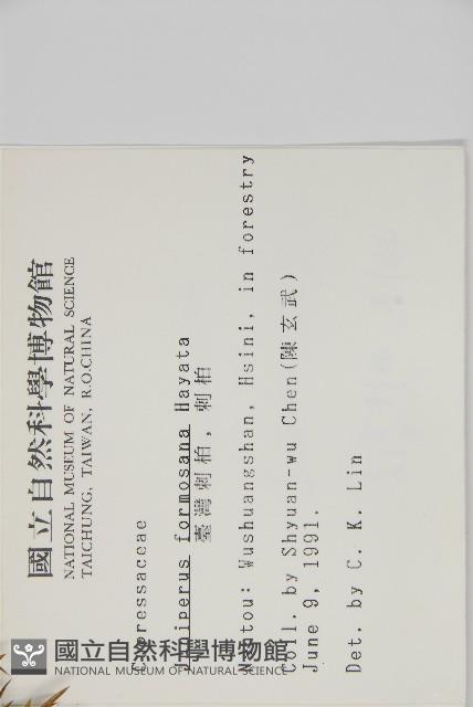 刺柏藏品圖，第2張