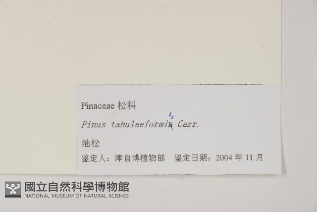 油松藏品圖，第2張