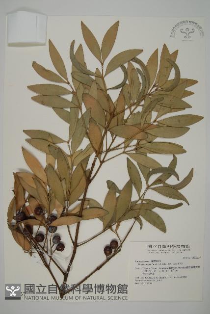 竹柏藏品圖，第1張