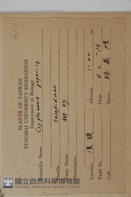 柳杉藏品圖，第2張