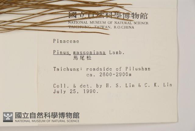 馬尾松藏品圖，第2張