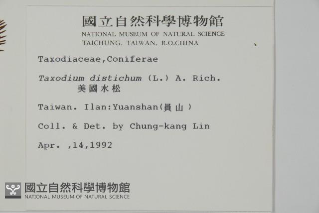 落羽松、美國水松藏品圖，第2張