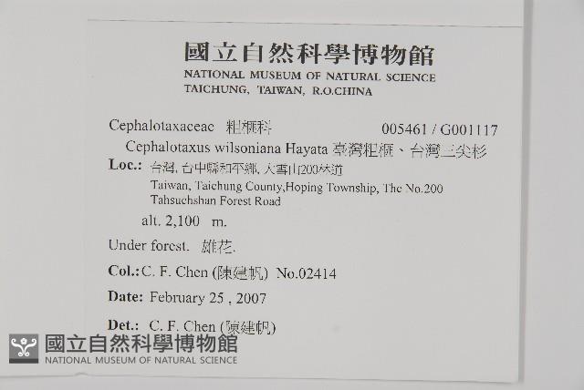 臺灣粗榧、台灣三尖杉藏品圖，第2張