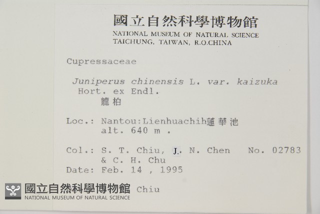 龍柏藏品圖，第2張