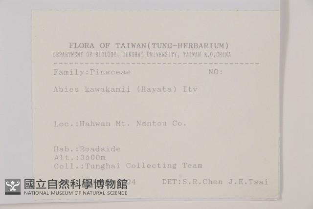 臺灣冷杉藏品圖，第2張