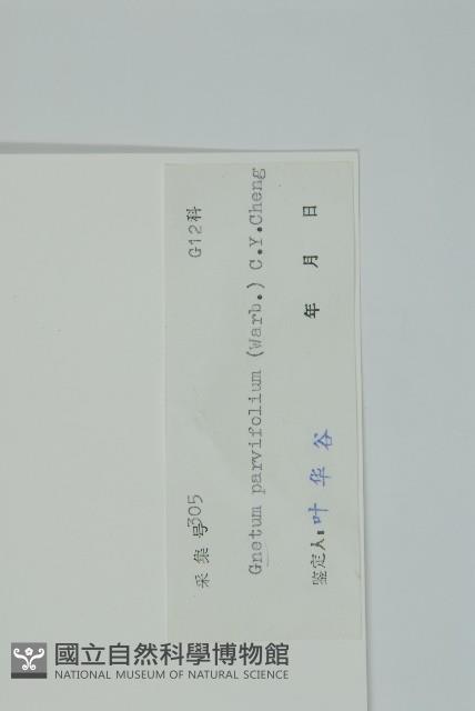 小葉買麻藤藏品圖，第2張