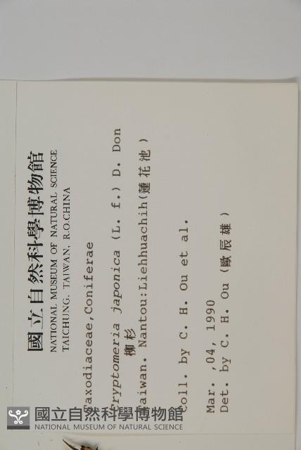 柳杉藏品圖，第2張