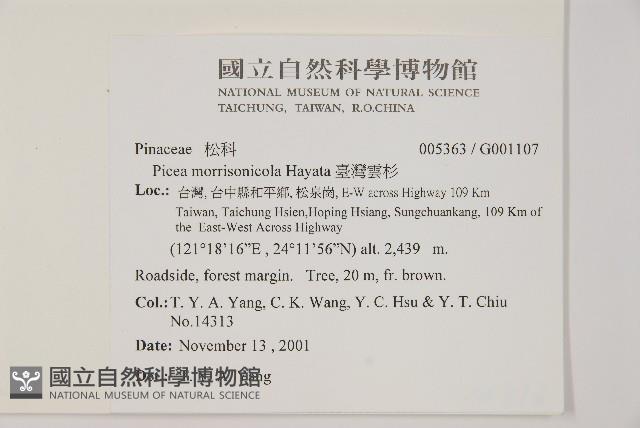 臺灣雲杉藏品圖，第2張