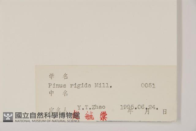 剛葉松、直立松藏品圖，第2張