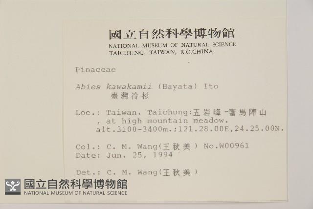 臺灣冷杉藏品圖，第2張