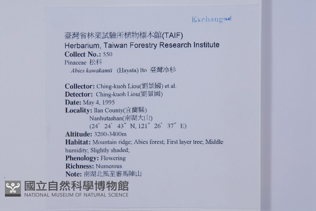 臺灣冷杉藏品圖，第2張