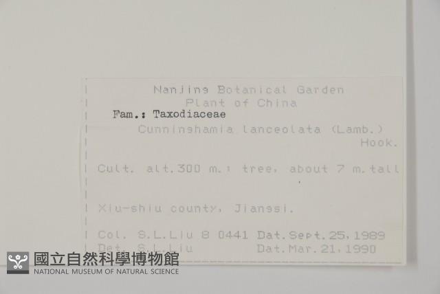 杉木藏品圖，第2張