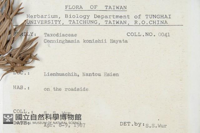 Chinese fir Collection Image, Figure 2, Total 5 Figures