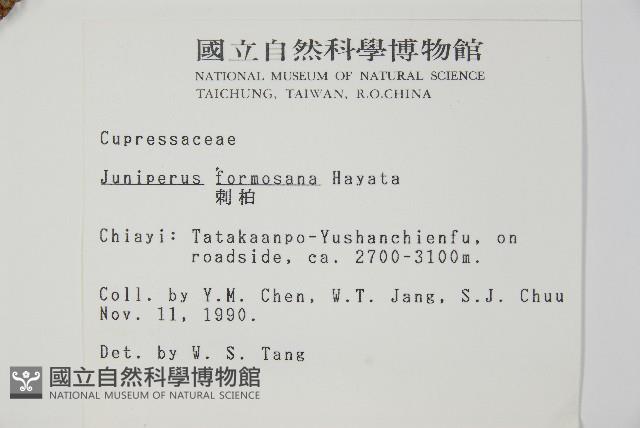 刺柏藏品圖，第2張