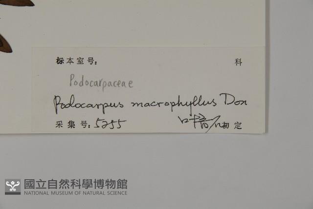 大葉羅漢松藏品圖，第2張