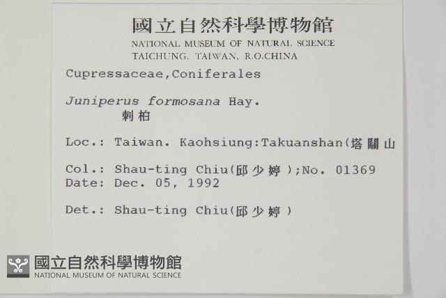 刺柏藏品圖，第2張