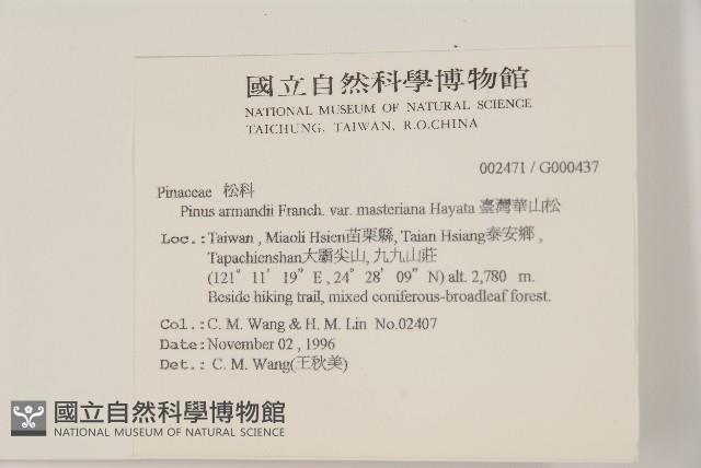 臺灣華山松藏品圖，第2張