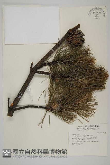 臺灣二葉松藏品圖，第1張