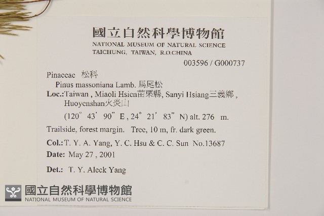 馬尾松藏品圖，第2張
