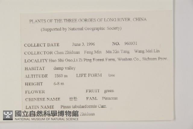 油松藏品圖，第2張