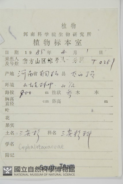 三尖杉藏品圖，第2張