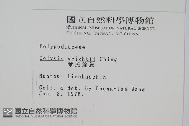 大鐵角蕨藏品圖，第15張