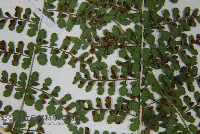 魚鱗蕨藏品圖，第17張