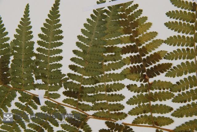 細葉姬蕨藏品圖，第15張