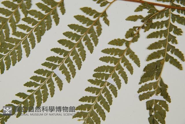 Accession Number:P010945 Collection Image, Figure 15, Total 15 Figures