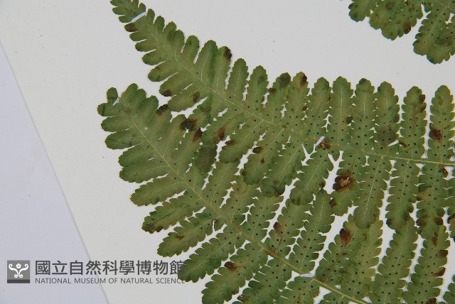 南洋假鱗毛蕨藏品圖，第15張